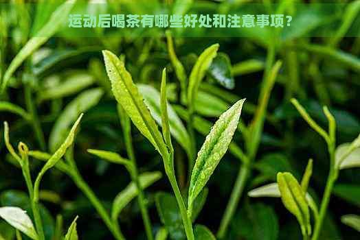 运动后喝茶有哪些好处和注意事项？