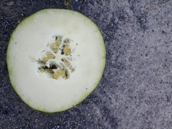 冬瓜剖面展示内部种子