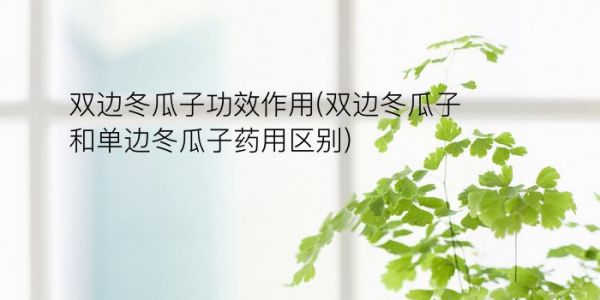 双边冬瓜子功效作用(双边冬瓜子和单边冬瓜子药用区别)