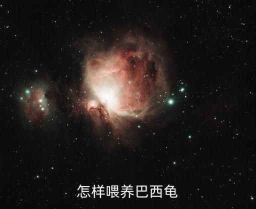 怎样喂养巴西龟
