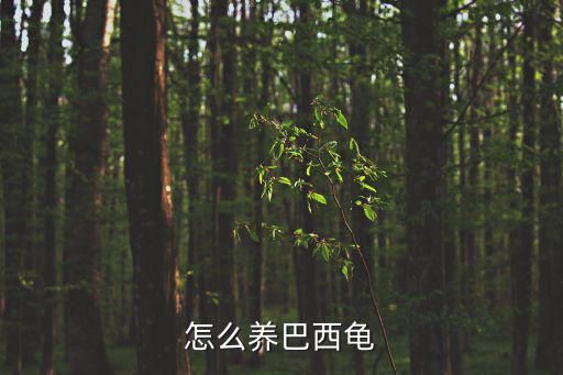 怎么养巴西龟