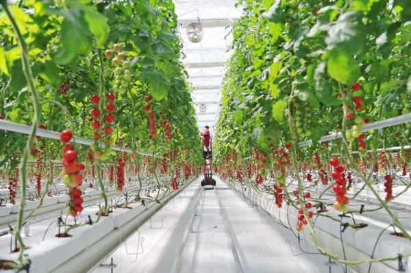寿光市丹河设施蔬菜标准化示范园应用水肥一体化等先进农业设备。受访者供图