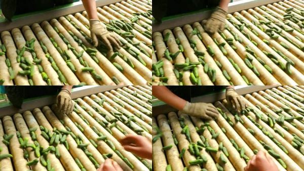 食品加工厂用黄瓜或小黄瓜