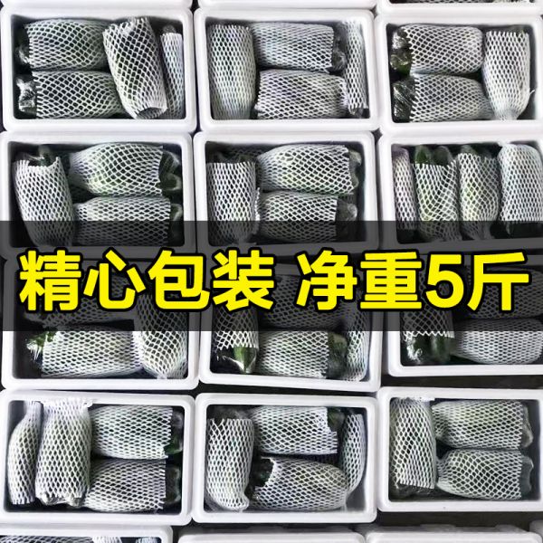 东北旱黄瓜新鲜小青瓜5斤水果蔬菜绿黄瓜带刺小小黄瓜