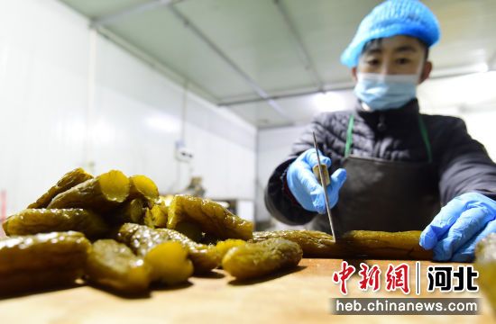 图为邯郸市馆陶县寿山寺镇翟庄村的一家酱菜厂，工人将腌制好的黄瓜分段。 郝群英 摄