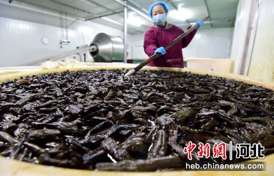 图为邯郸市馆陶县寿山寺镇翟庄村的一家酱菜厂，工人用酱油腌黄瓜。 郝群英 摄