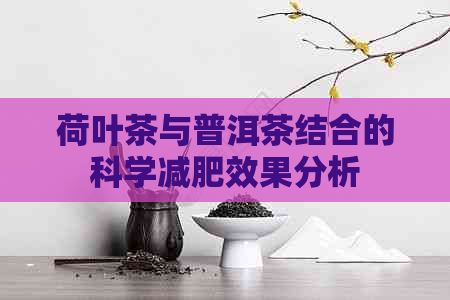 荷叶茶与普洱茶结合的科学减肥效果分析