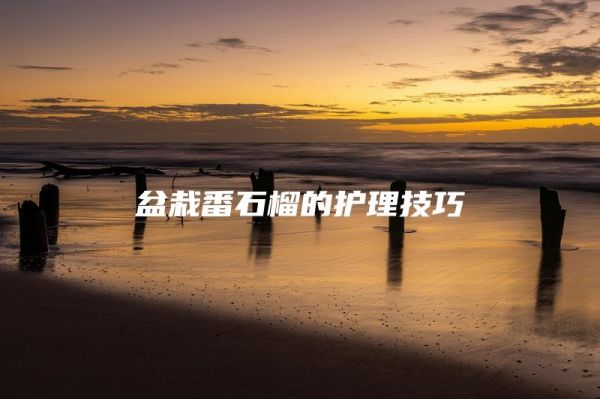 盆栽番石榴的护理技巧