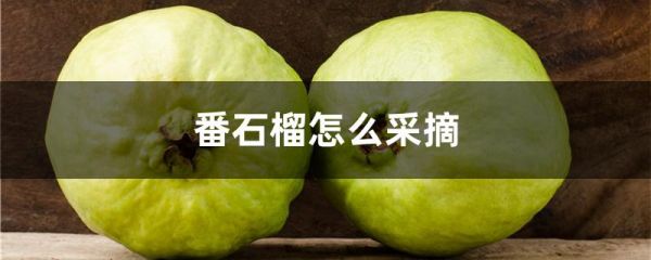 番石榴怎么采摘