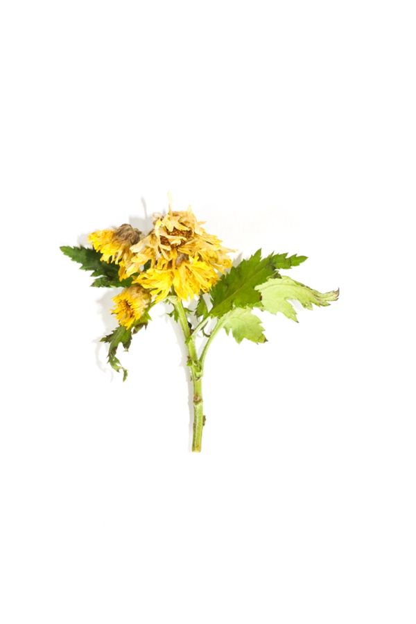 菊花的4大功效与作用 菊花的药用效果 菊花茶有什么功效