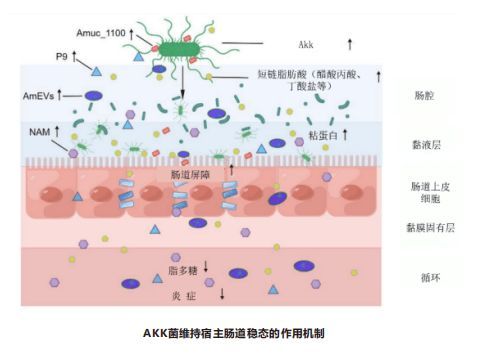 引入新一代明星菌株AKK菌 Moms Garden百草园AKK益生菌助力肠道健康屏障升级