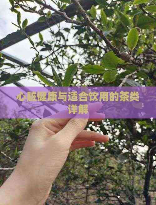 心脏健康与适合饮用的茶类详解