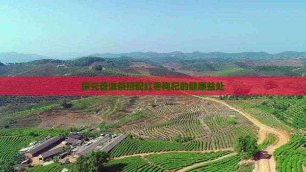 探究普洱茶搭配红枣枸杞的健康益处