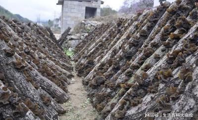 新鲜木耳怎么处理去毒 新鲜木耳和干木耳哪个更营养