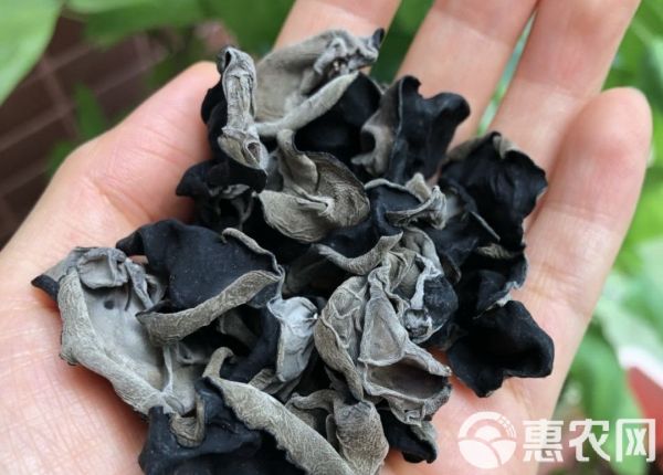  来自东北大森林黑木耳 泡发1:13以上