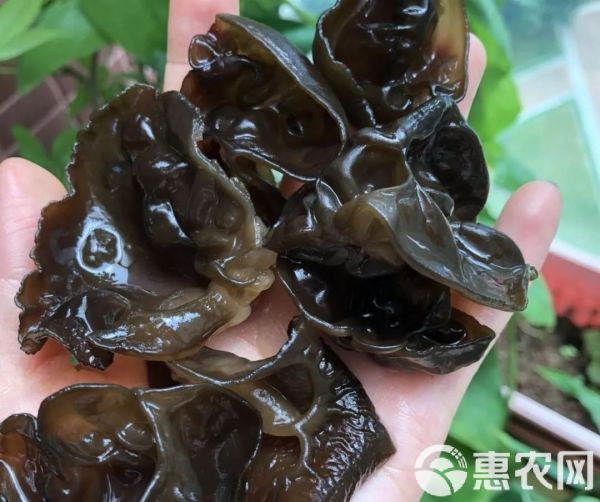  来自东北大森林黑木耳 泡发1:13以上