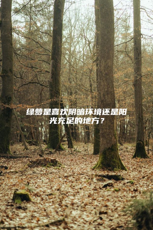 绿萝是喜欢阴暗环境还是阳光充足的地方？
