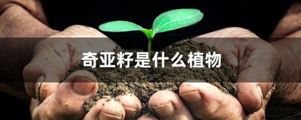 奇亚籽是什么植物