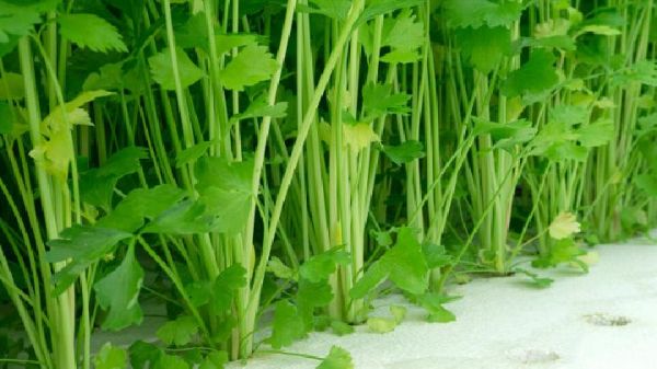 减肥应该什么时间运动？运动减肥的最佳时间推荐