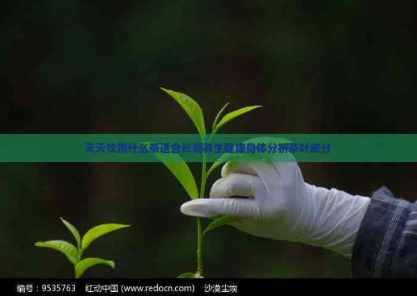 天天饮用什么茶适合长期养生健康身体分析茶叶成分