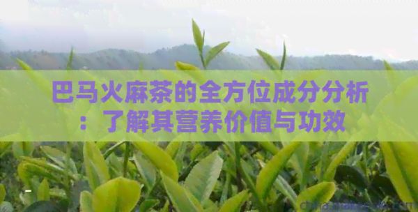 巴马火麻茶的全方位成分分析：了解其营养价值与功效