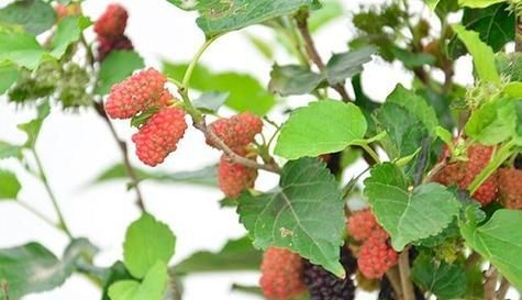 探秘桑树的生长周期（从种植到成熟）