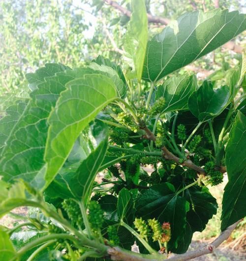 探秘桑树的生长周期（从种植到成熟）