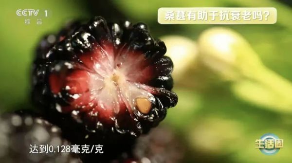 春天吃它，让你气血足、睡得好、不显老～叶子也是宝，血压血糖都受益