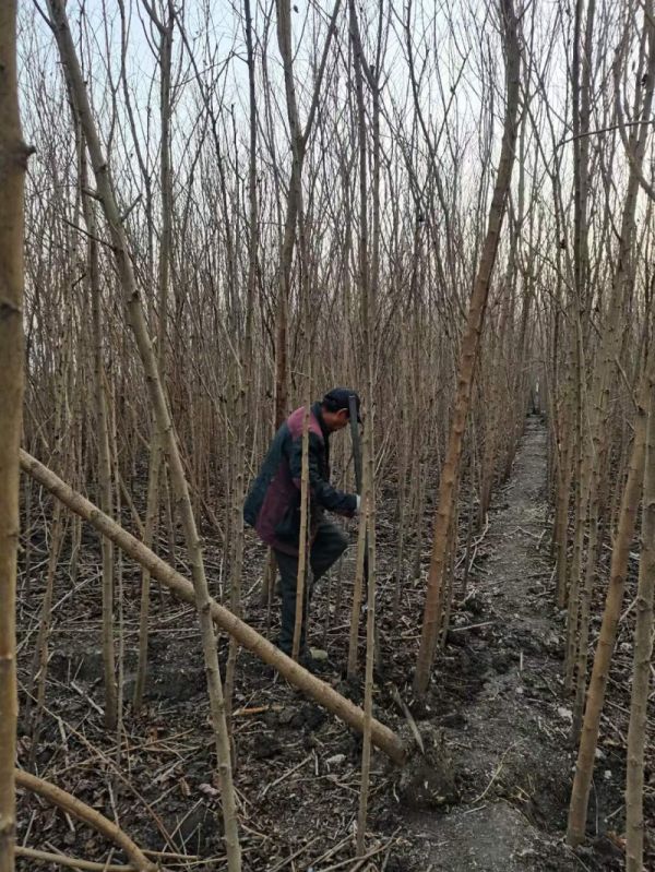 桑树苗小苗