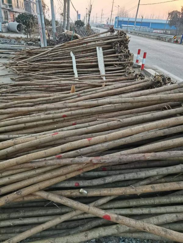 桑树苗