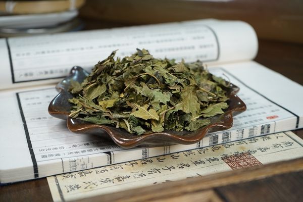桑叶泡水喝有什么功效和作用