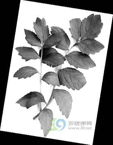 秋季润燥感冒当用桑叶