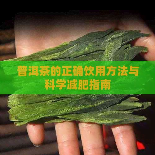 普洱茶的正确饮用方法与科学减肥指南