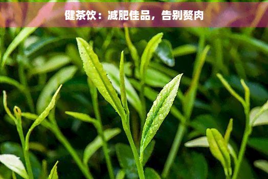 健茶饮：减肥佳品，告别赘肉