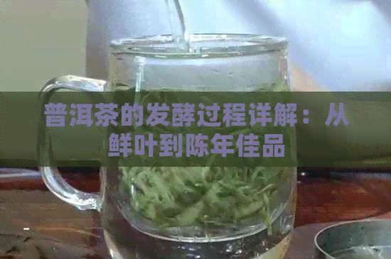 普洱茶的发酵过程详解：从鲜叶到陈年佳品