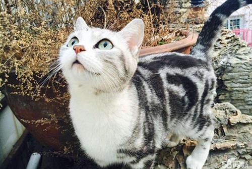 猫吃枫叶疑营养不足，调整饮食促健康。