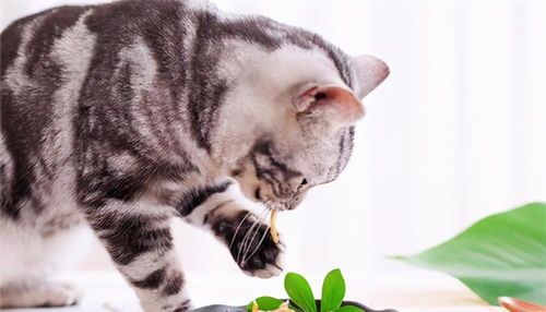 猫吃枫叶疑营养不足，调整饮食促健康。