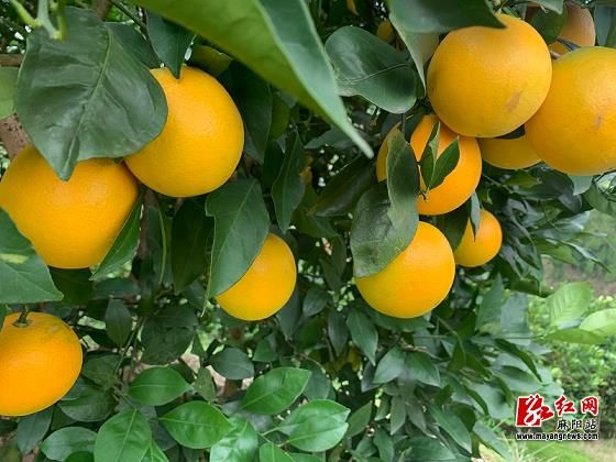 柑橘上火吗为什么不上火（柑橘上火吗为什么不上火呢）