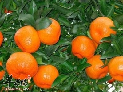 吃柑橘的好处众多 能够治疗疾病