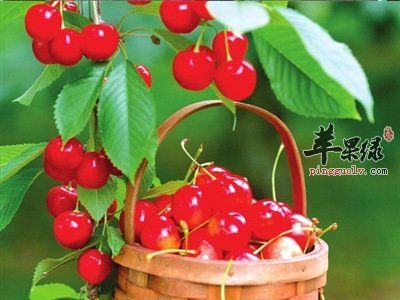 樱桃有很好的美容和滋阴补肾的功效