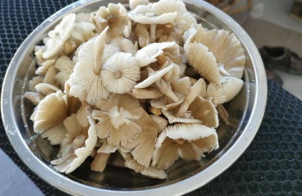 花生红枣枸杞一起吃有什么功效