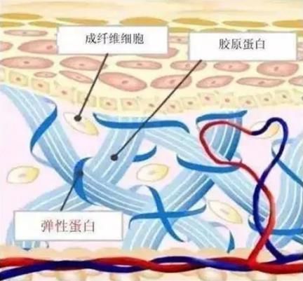 素食主义者如何补充胶原蛋白
