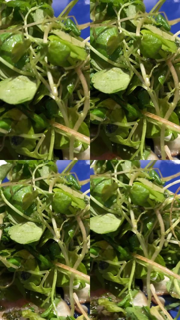 用蓝色盘子盛放的沙拉，配有微型绿叶蔬菜和牛肝菌，素食主义，健康食品，减肥。