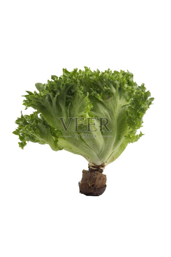 分离绿叶沙拉蔬菜，白鲜美味，健康。照片摄影图片