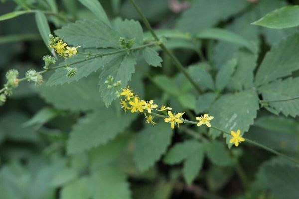 キンミズヒキの植物