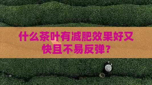 什么茶叶有减肥效果好又快且不易反弹？