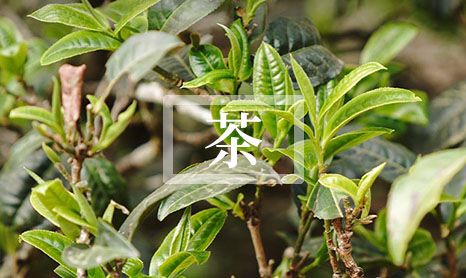 2024减肥食谱大全(瘦身菜谱大集合)(“健康瘦身,食谱全收!”)-第1张-茶叶知识-凤凰单丛茶网