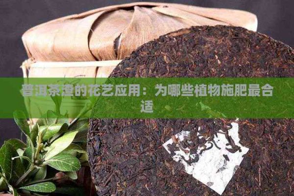 普洱茶渣的花艺应用：为哪些植物施肥最合适