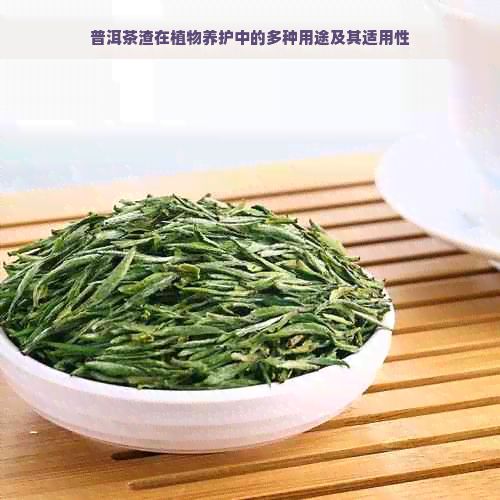 普洱茶渣在植物养护中的多种用途及其适用性