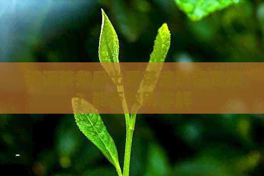 普洱茶煮后出现茶渣是否正常？能否饮用详解
